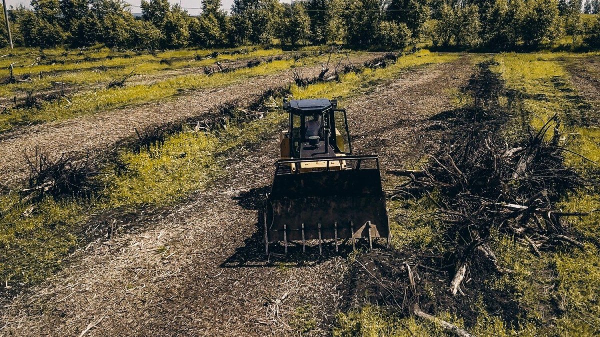 Выкорчевка пней