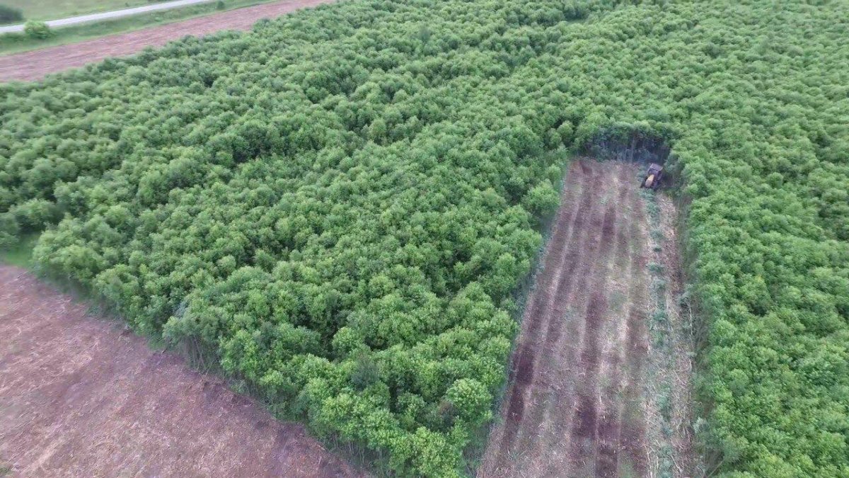 Мульчирование ДКР