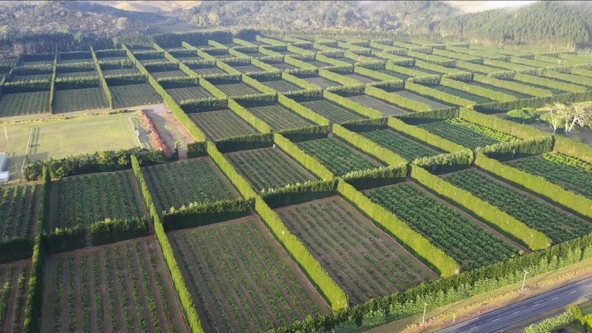 Пастбищезащитная агролесомелиорация