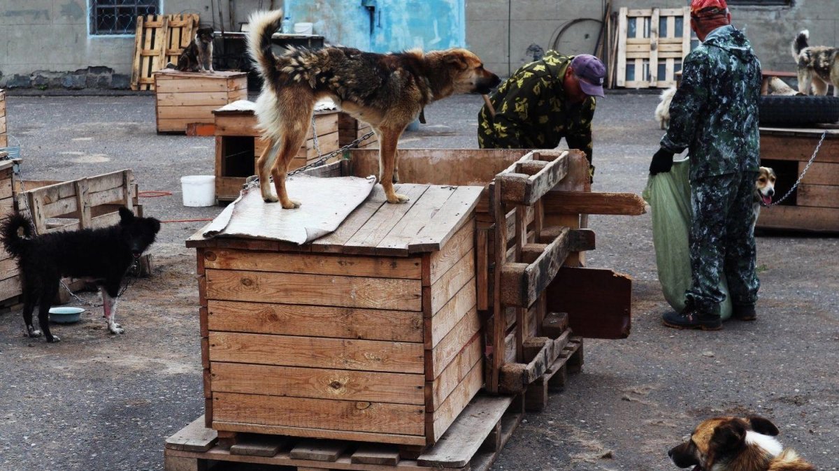 Дворняга в вольере