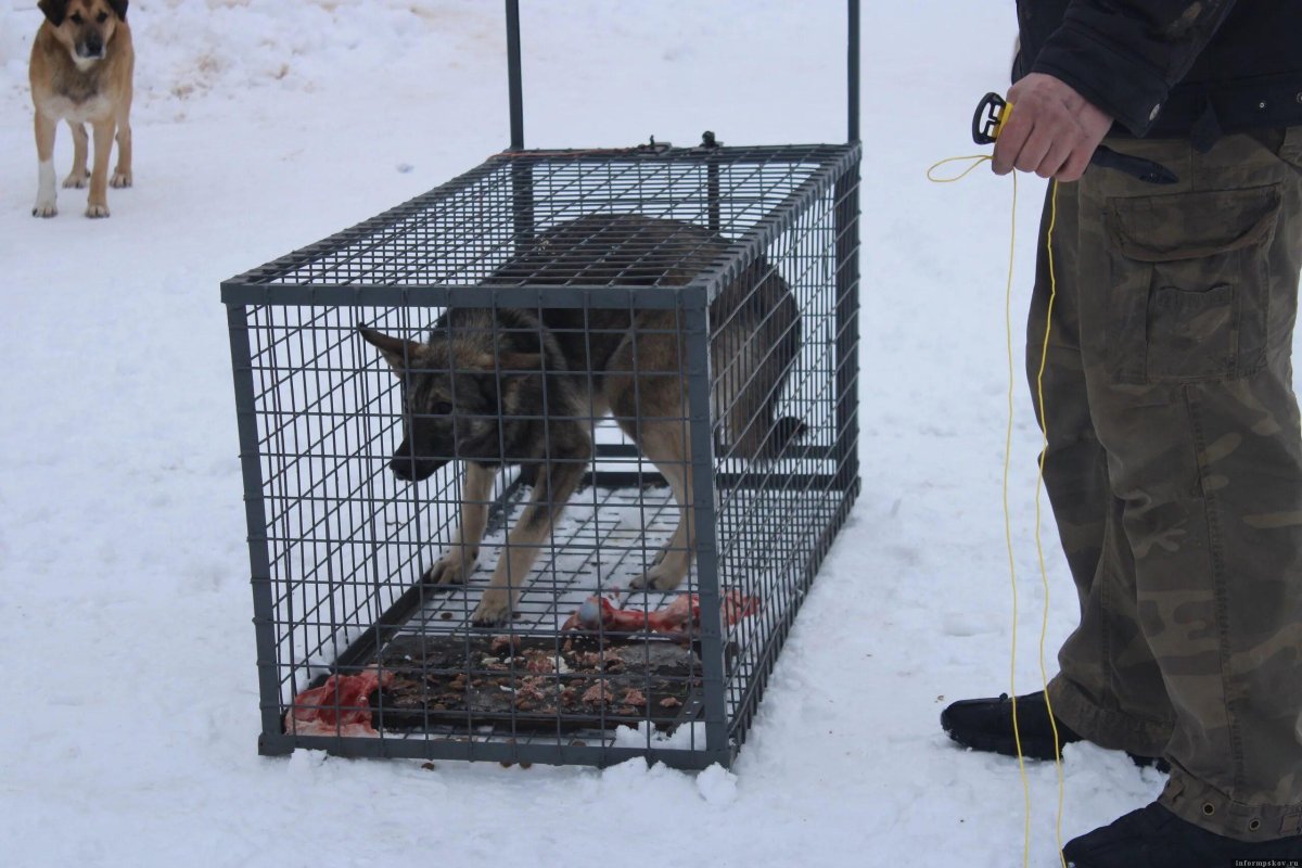 Отлов безнадзорных собак