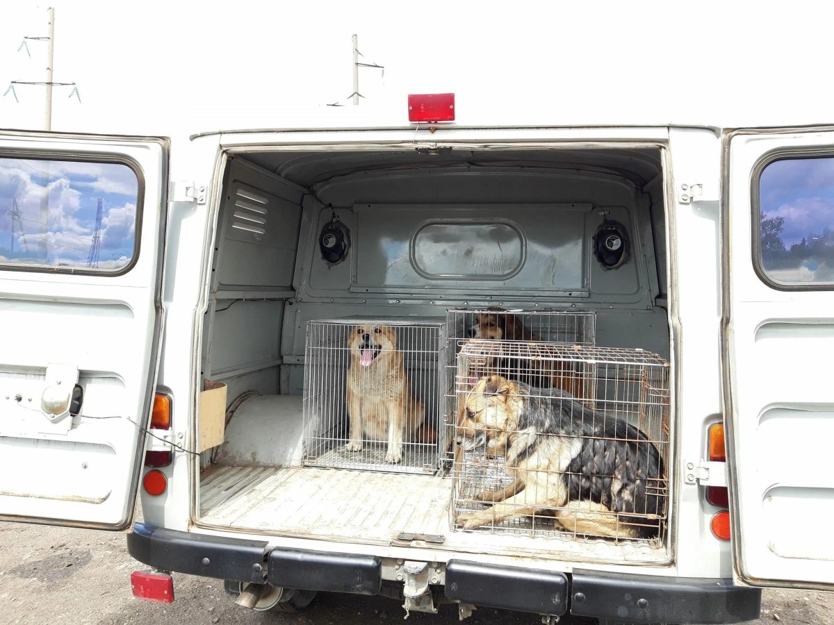 Автомобили для отлова собак