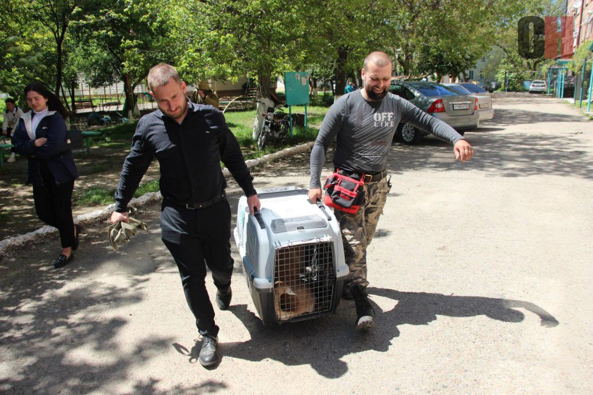 Бездомные собаки