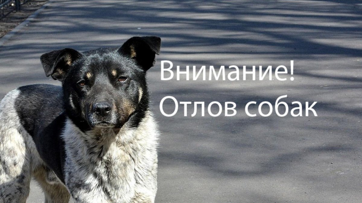Внимание отлов собак
