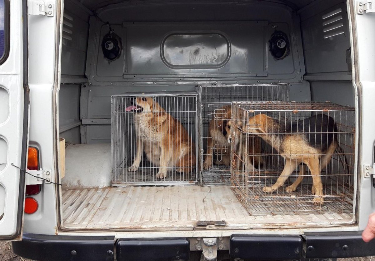 Автомобиль для отлова животных