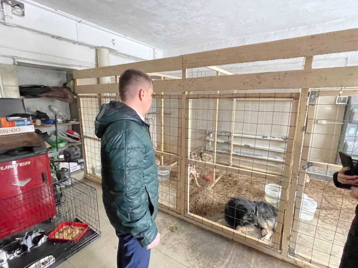 Отлов безнадзорных животных