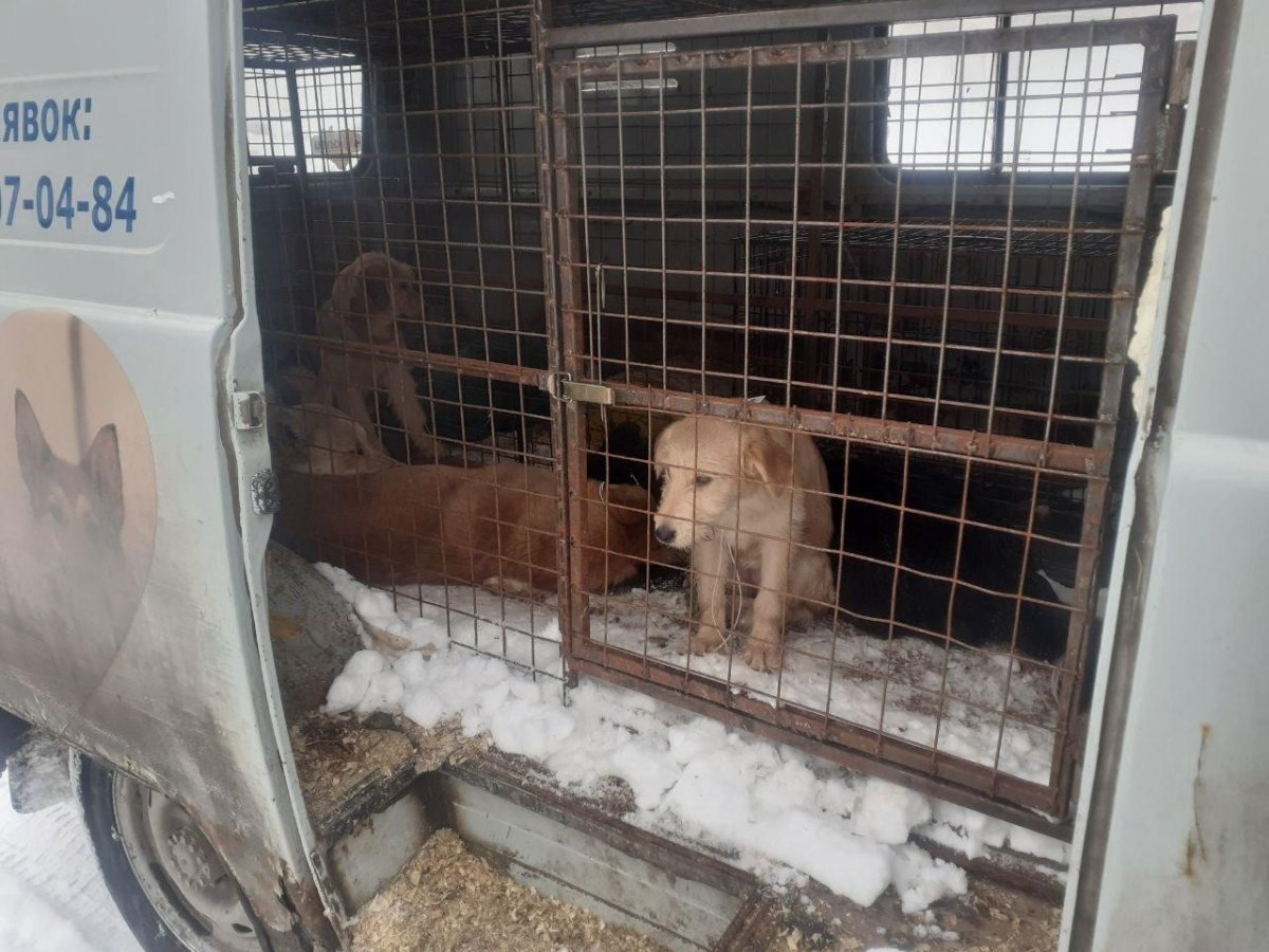 Отлов безнадзорных собак