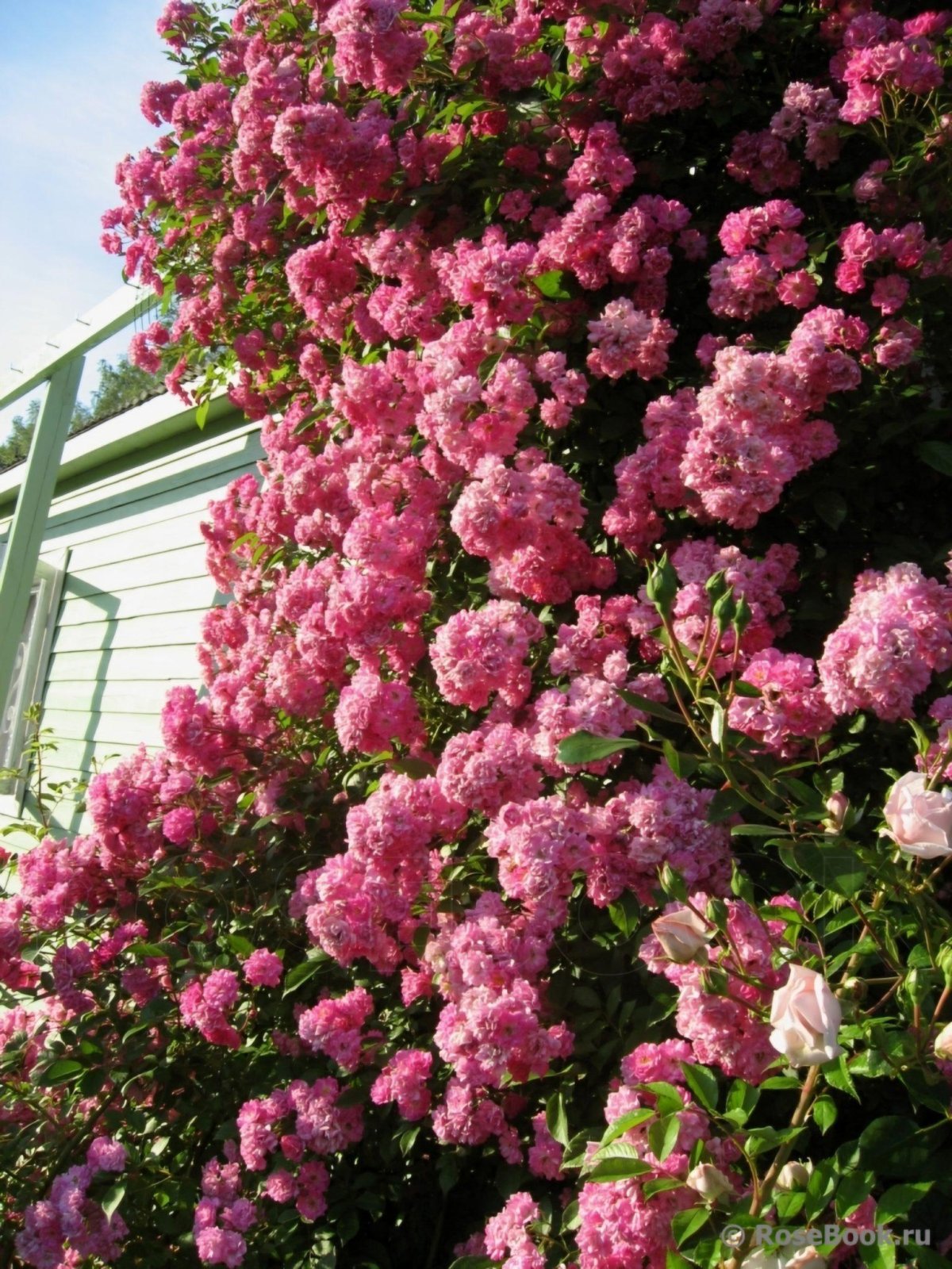 Роза плетистая Вартбур