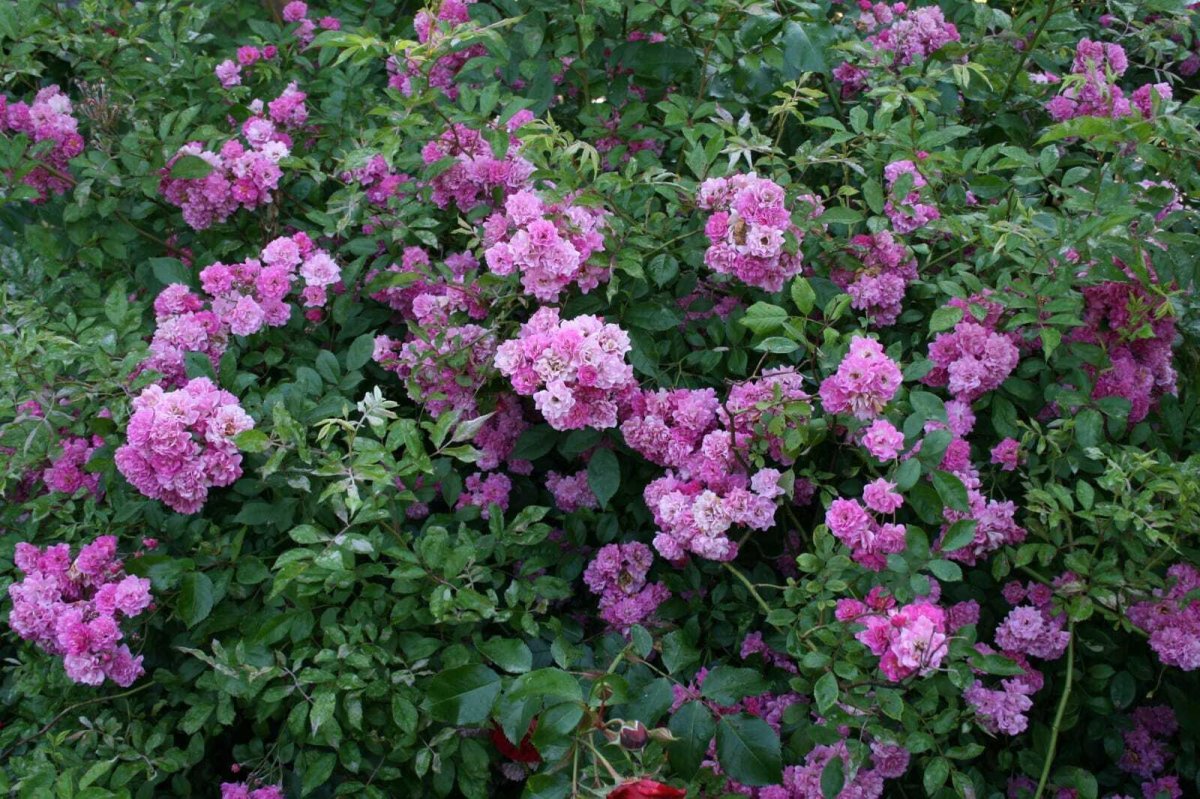 Роза плетистая Вартбург