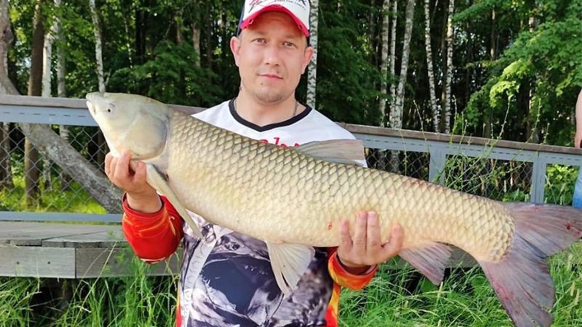 Белый Амур гигант