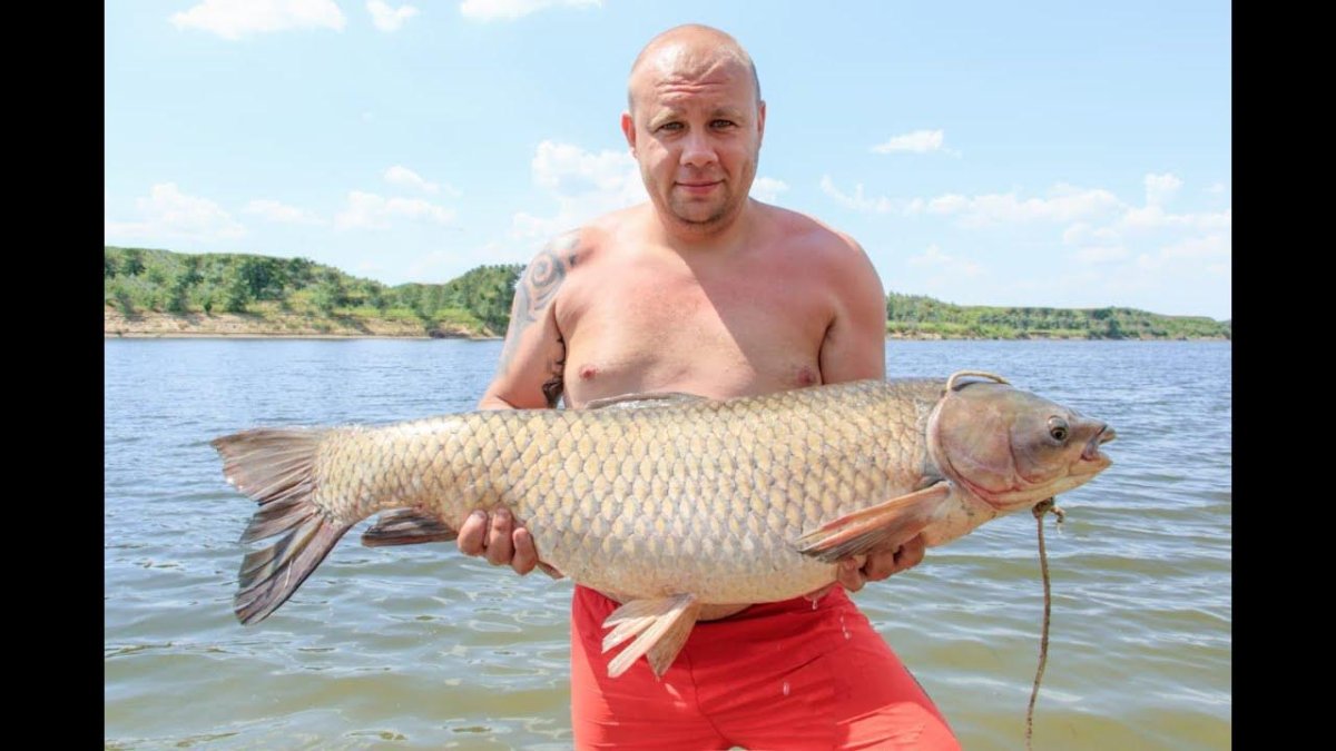 Белый Амур 17 кг