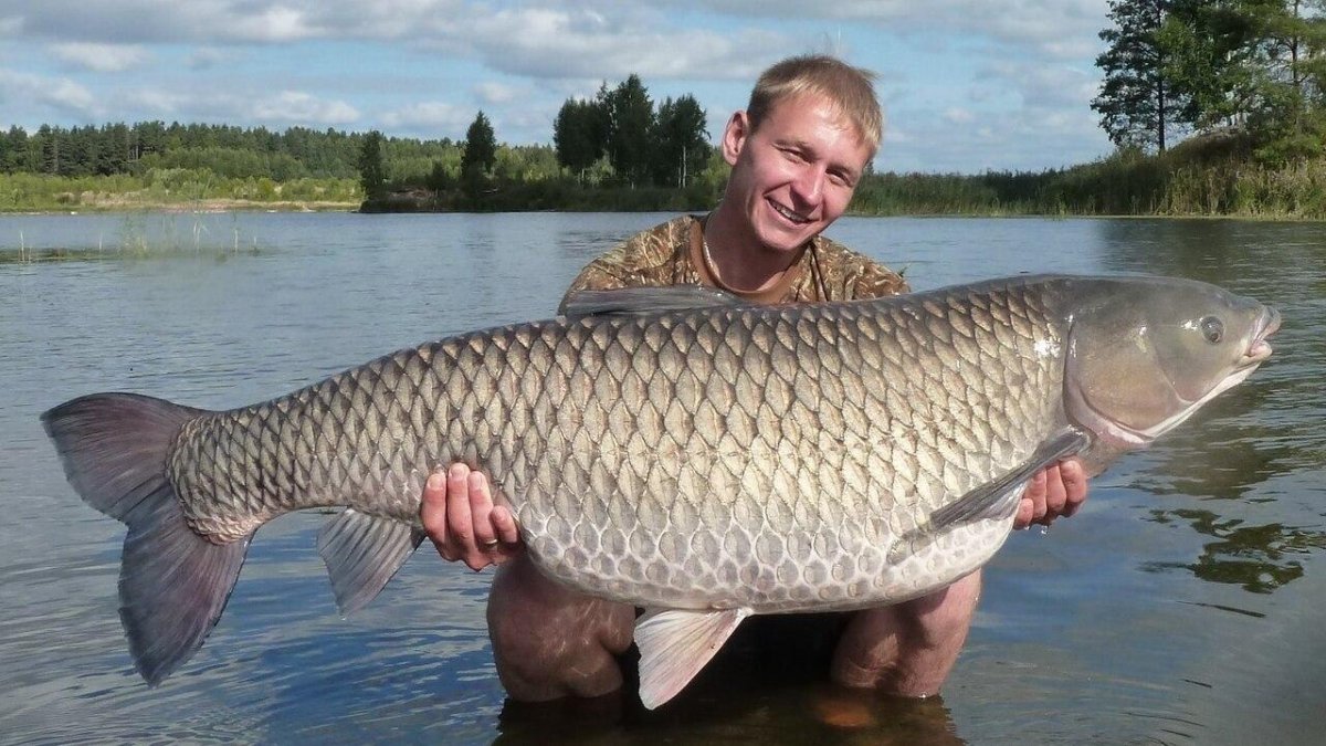 Белый Амур 25кг