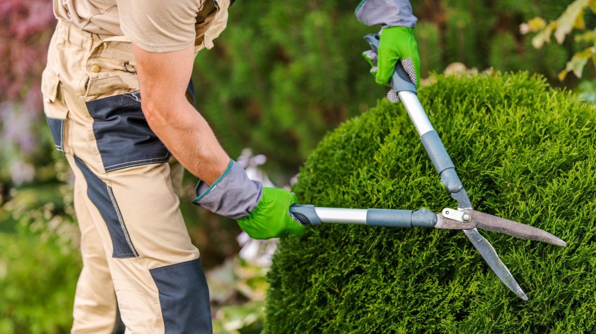 Инструмент для пересадки деревьев