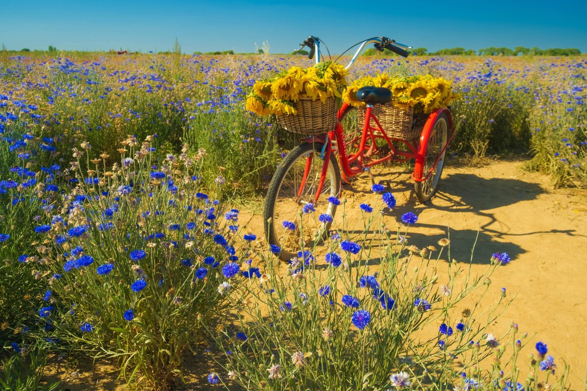 Василек обои