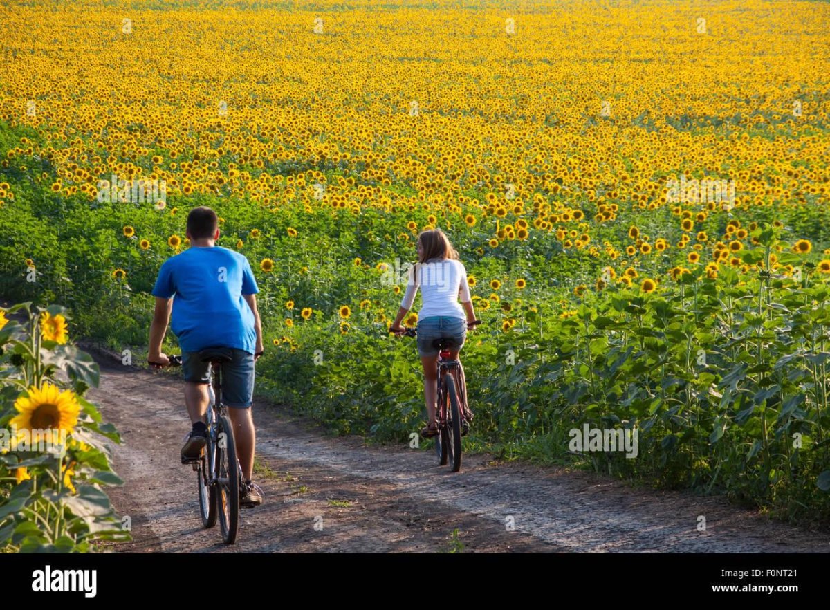 Велосипед в поле