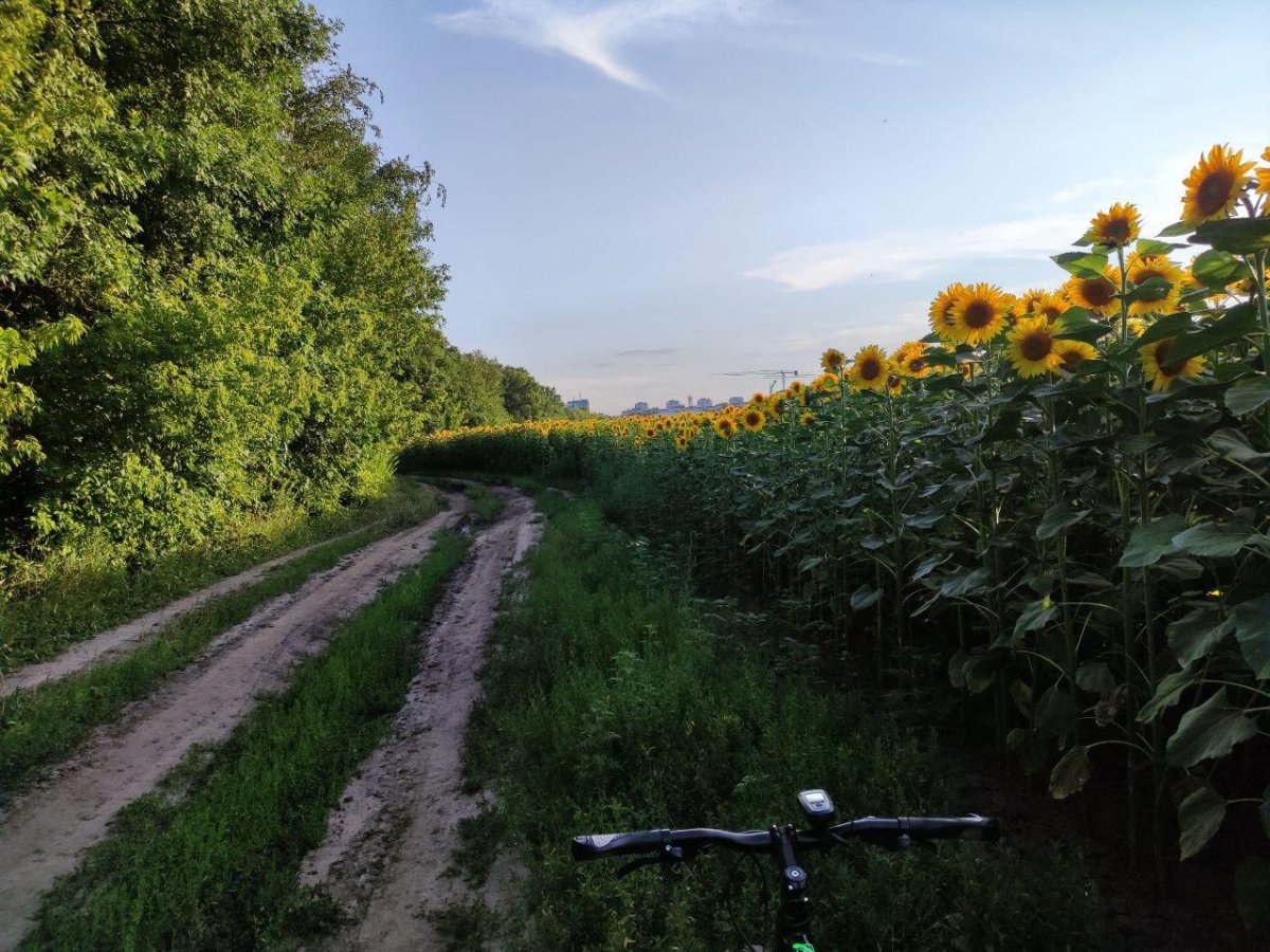 Парк Коломенское Подсолнухи