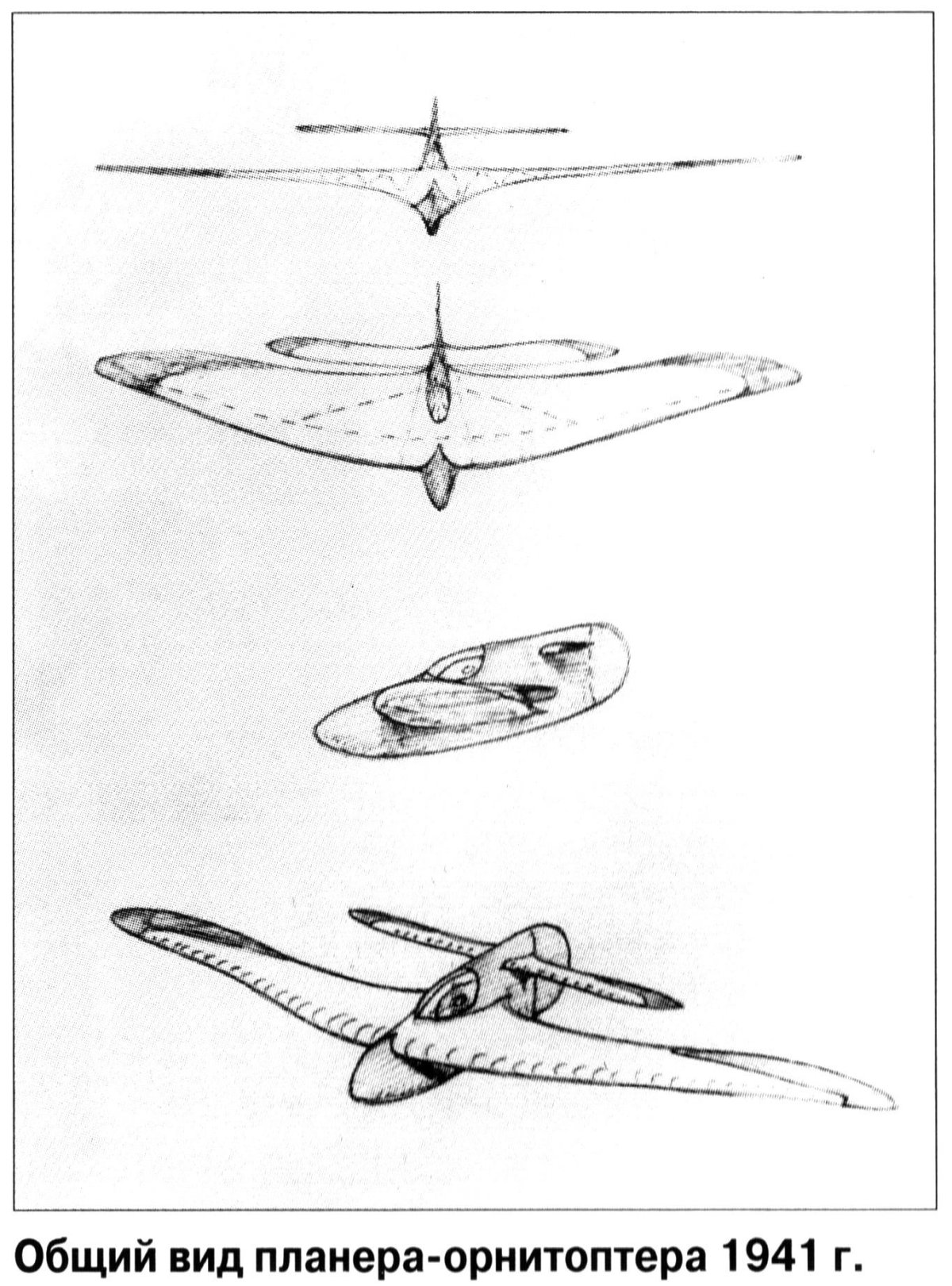Бич 18 орнитоптер