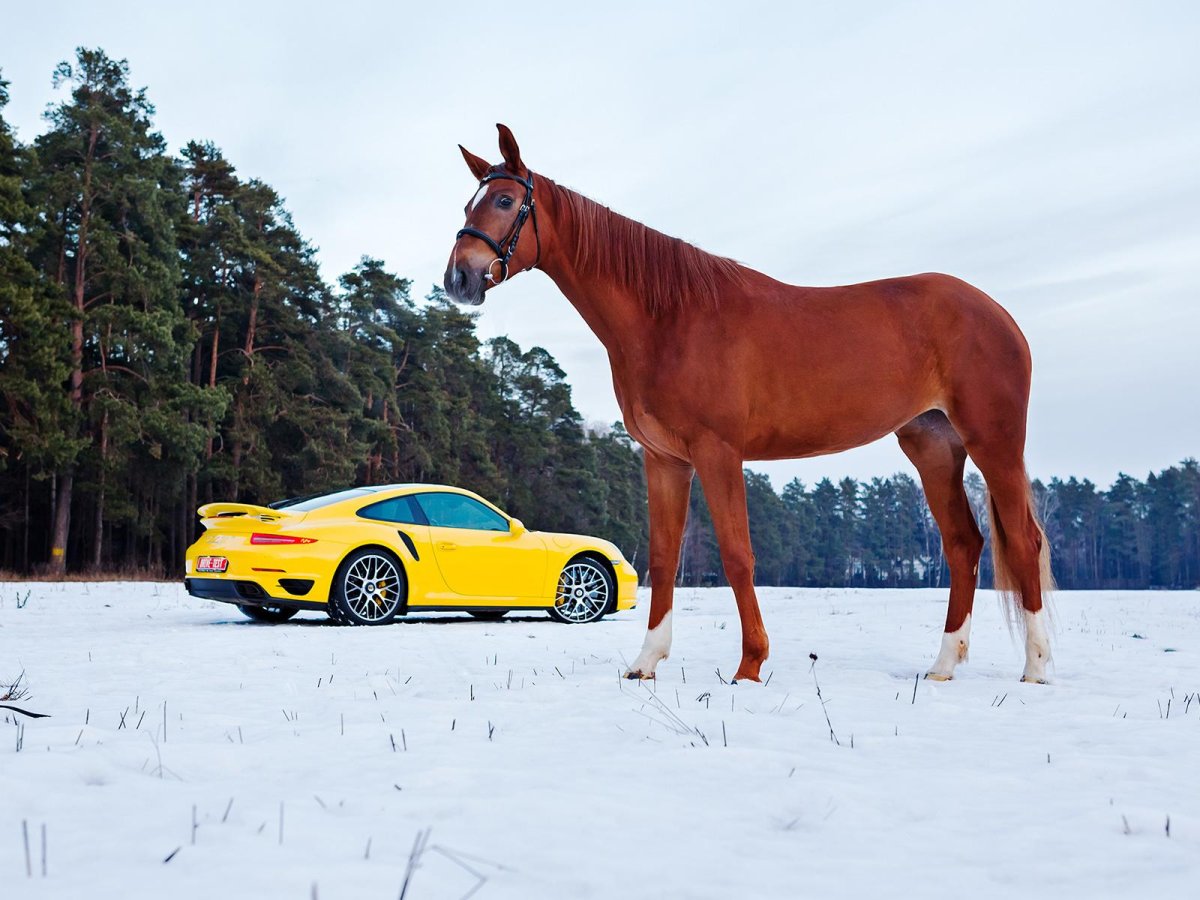 Лошадь и автомобиль