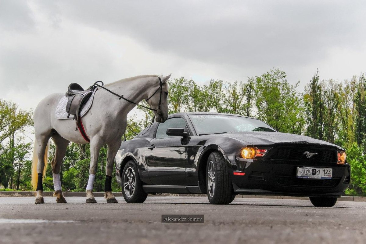 Форд Мустанг с конем