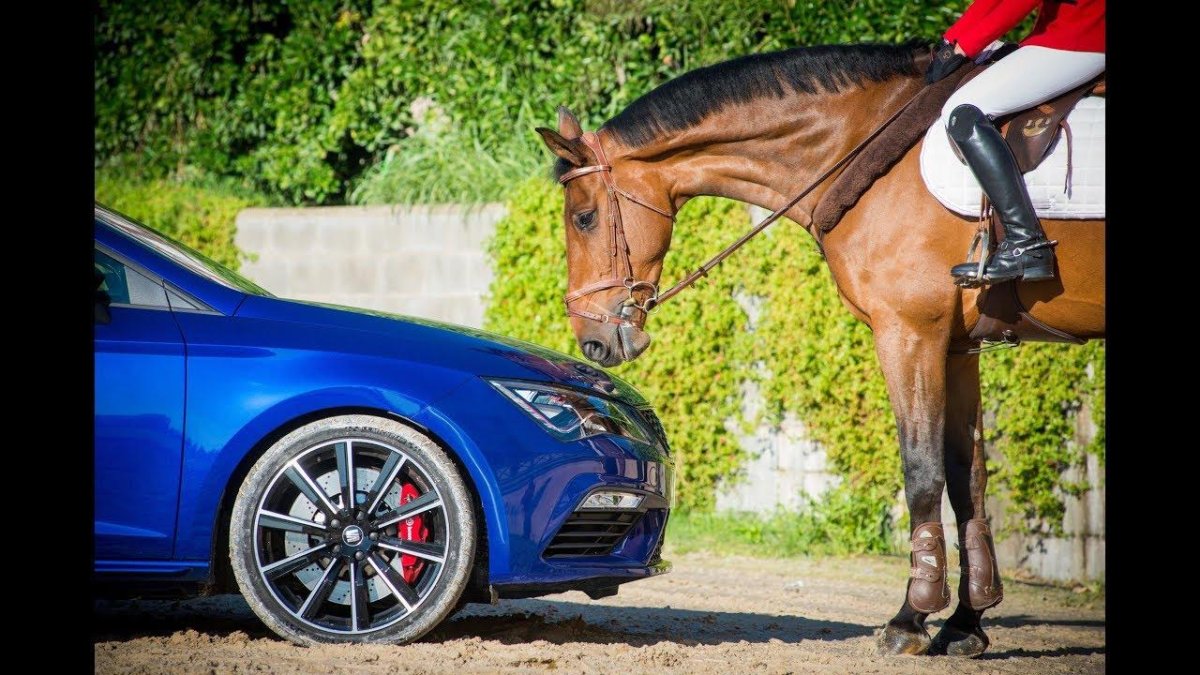 Конь и автомобиль