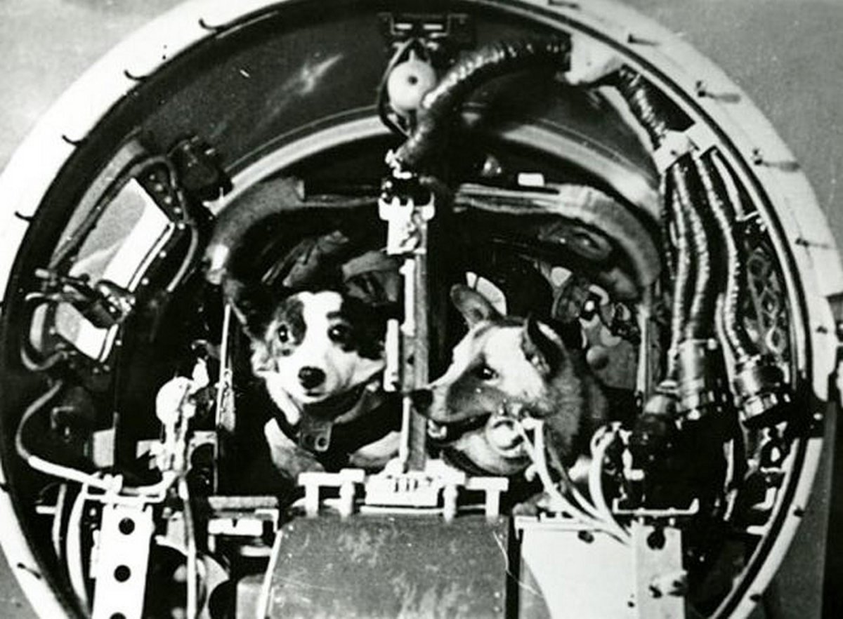 Спутник 5 белка и стрелка