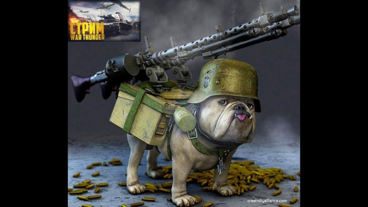 Бульдог военный