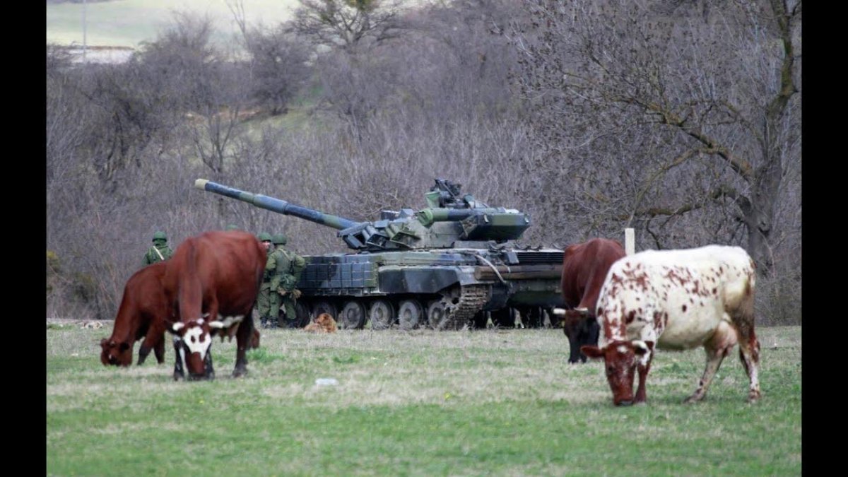 Корова танк