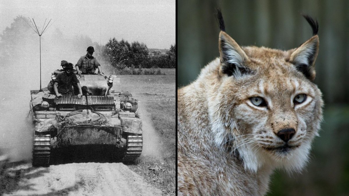 Танки звери