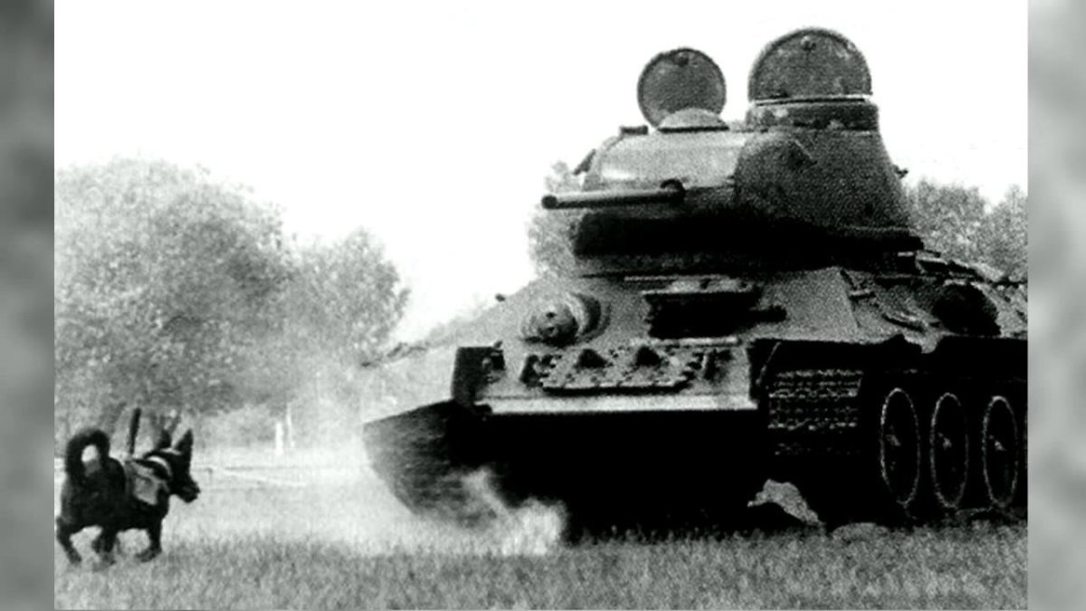 Собаки истребители танков ВОВ