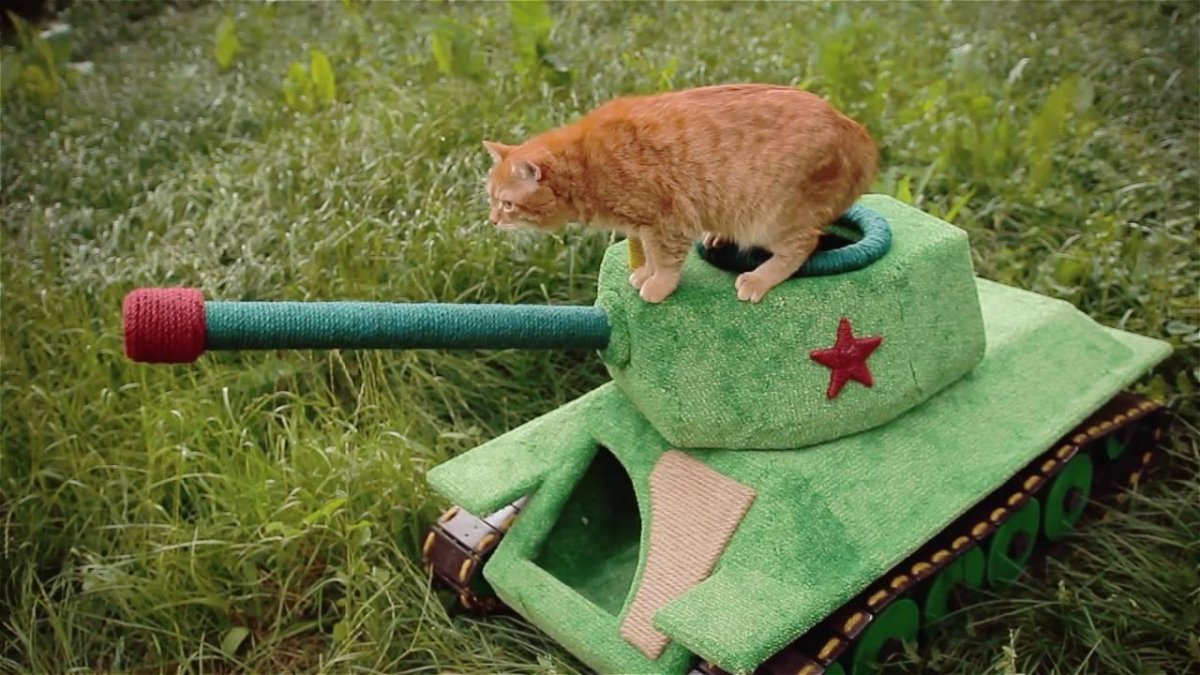 Кот танк