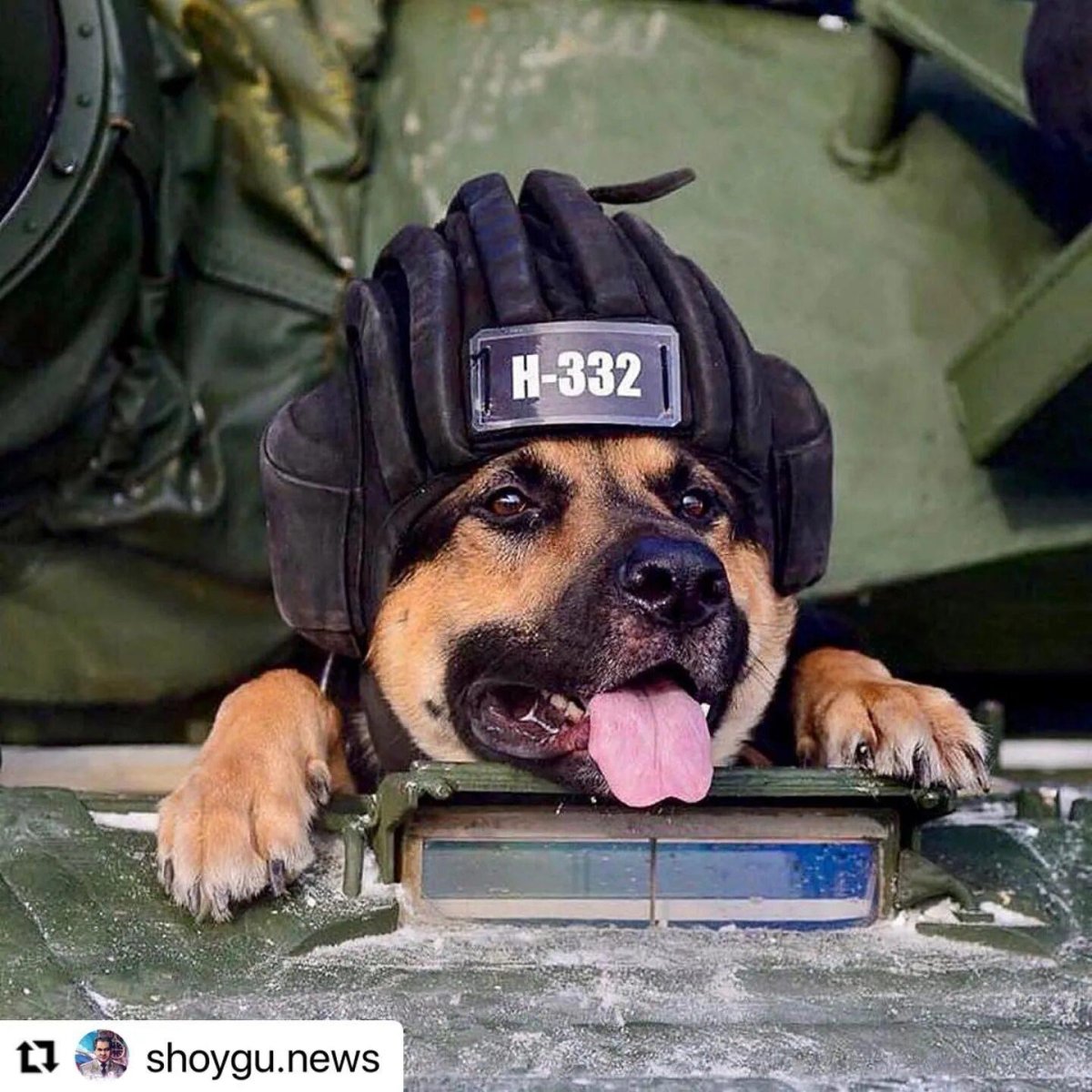 Собака в военной форме