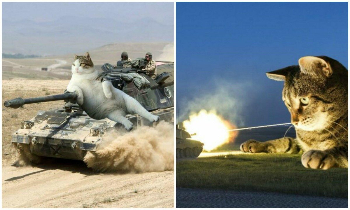 Кот военный