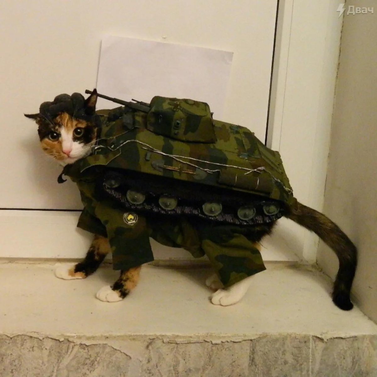 Кот танкист