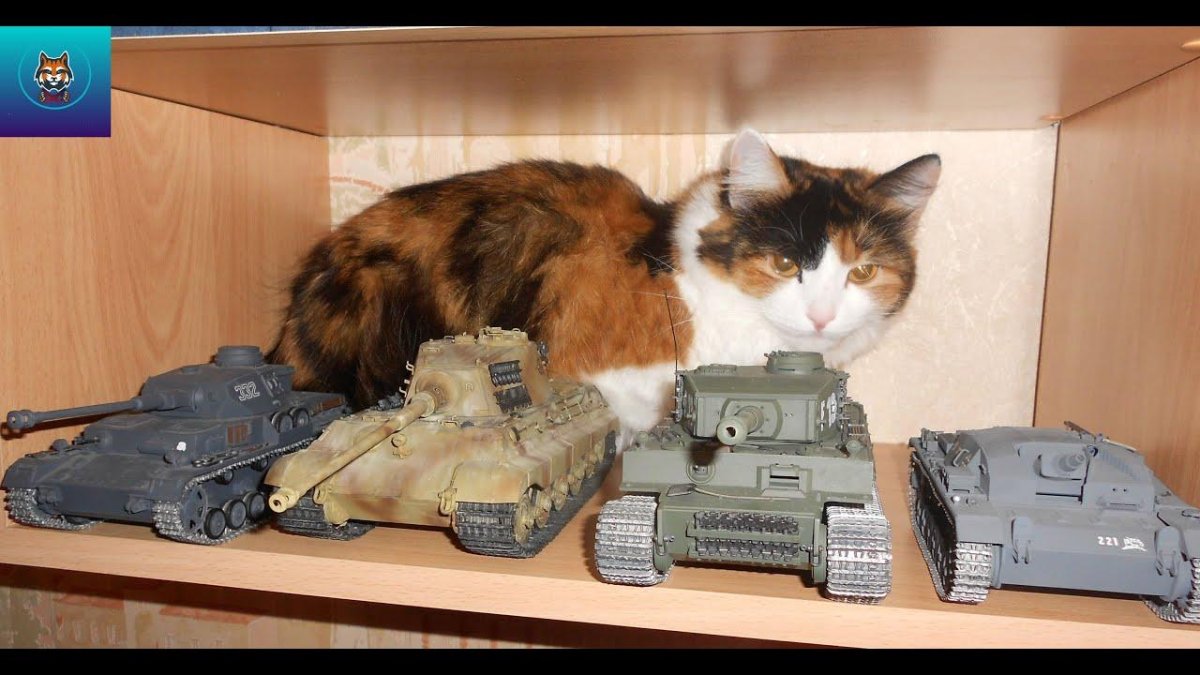 Кот в танке