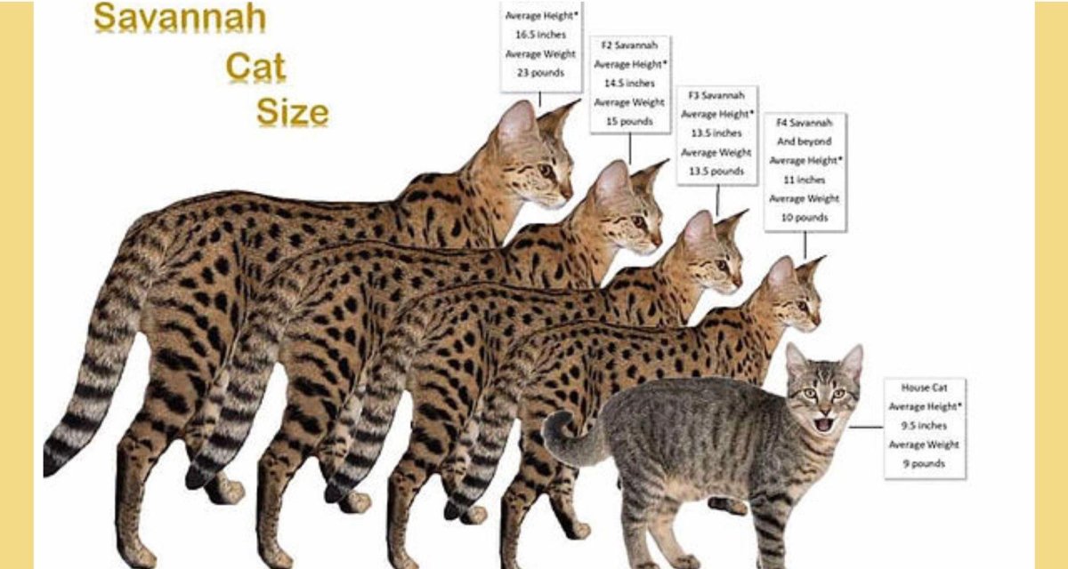 Бенгальская Саванна кошка