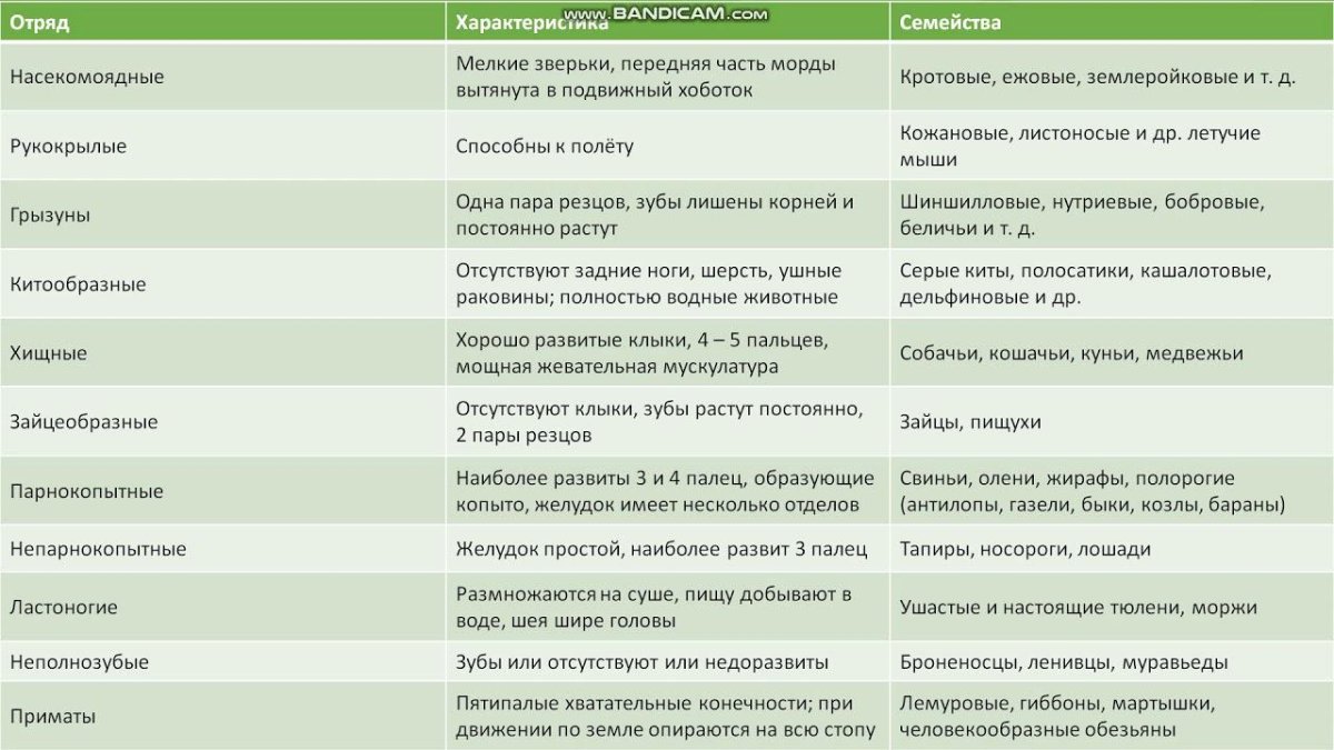 Отряды плацентарных млекопитающих таблица