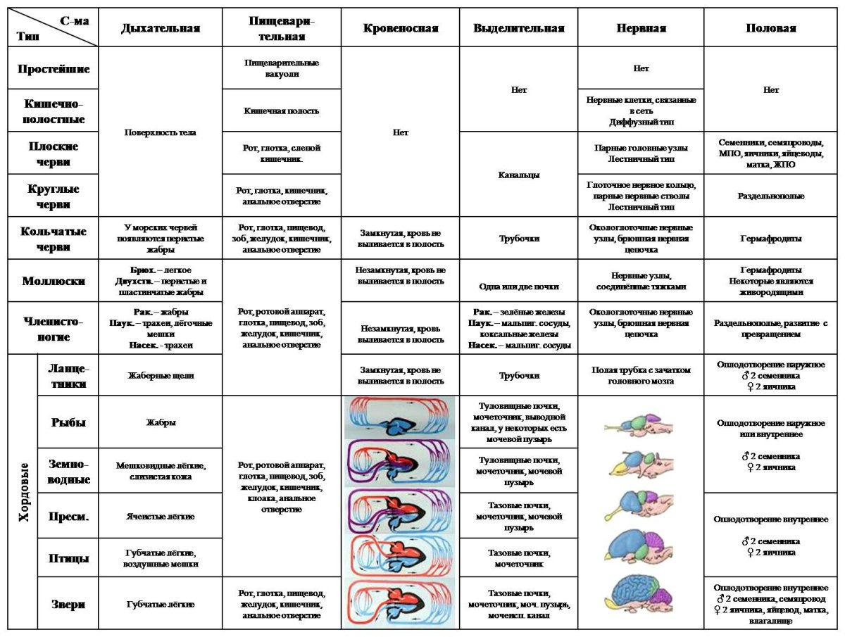 Эволюция систем органов животных таблица 10 класс