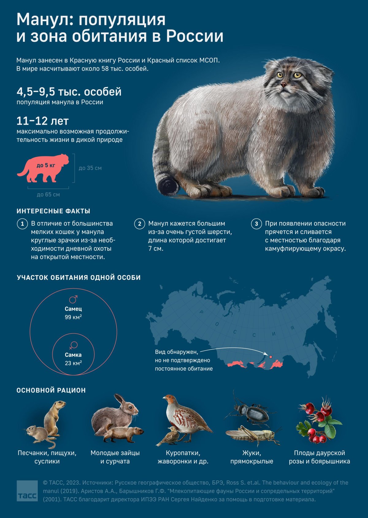 Манул обитание в России