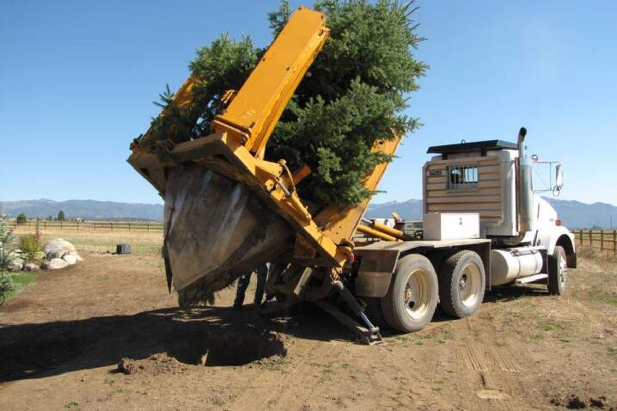 Пересадчик деревьев