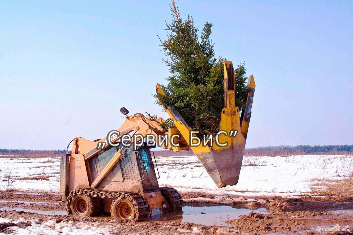 Высадка крупномерных деревьев
