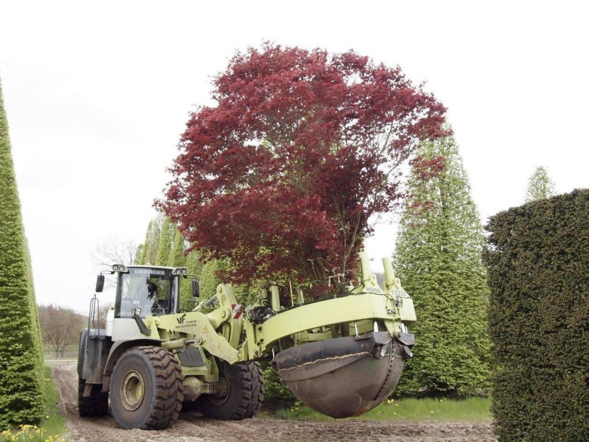 Высадка крупномерных деревьев