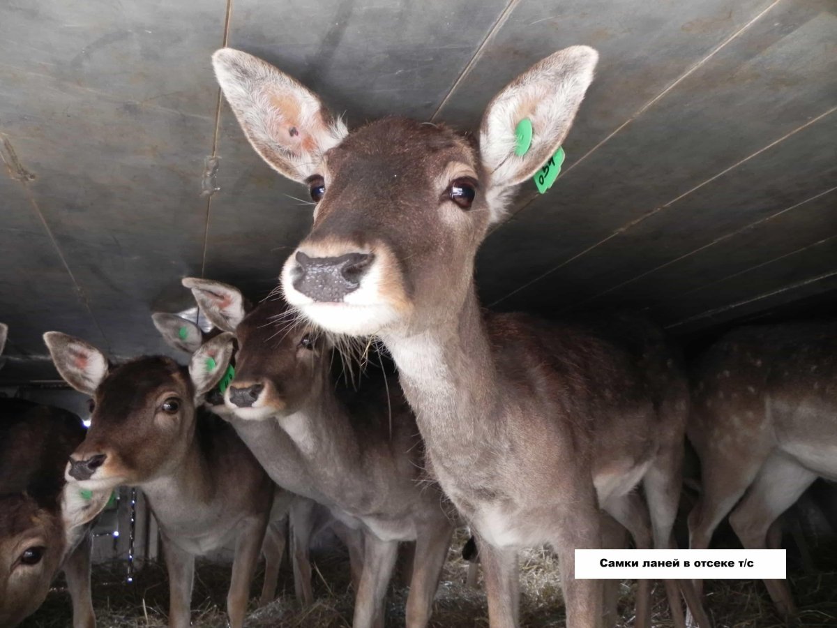 Европейская Лань dama dama
