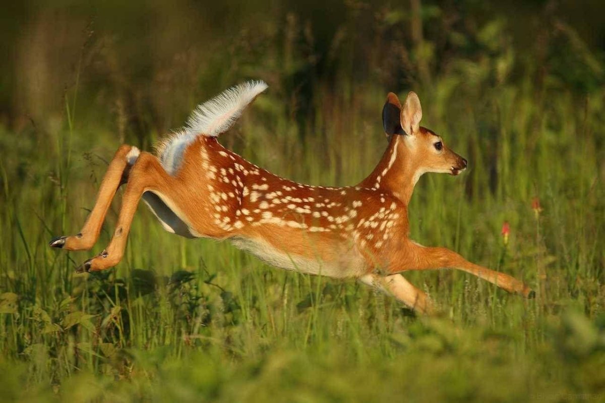 Белохвостый олень пятнистый
