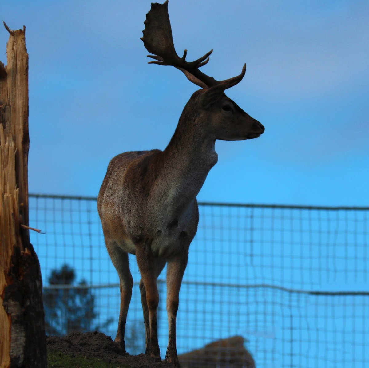 Карельский олень