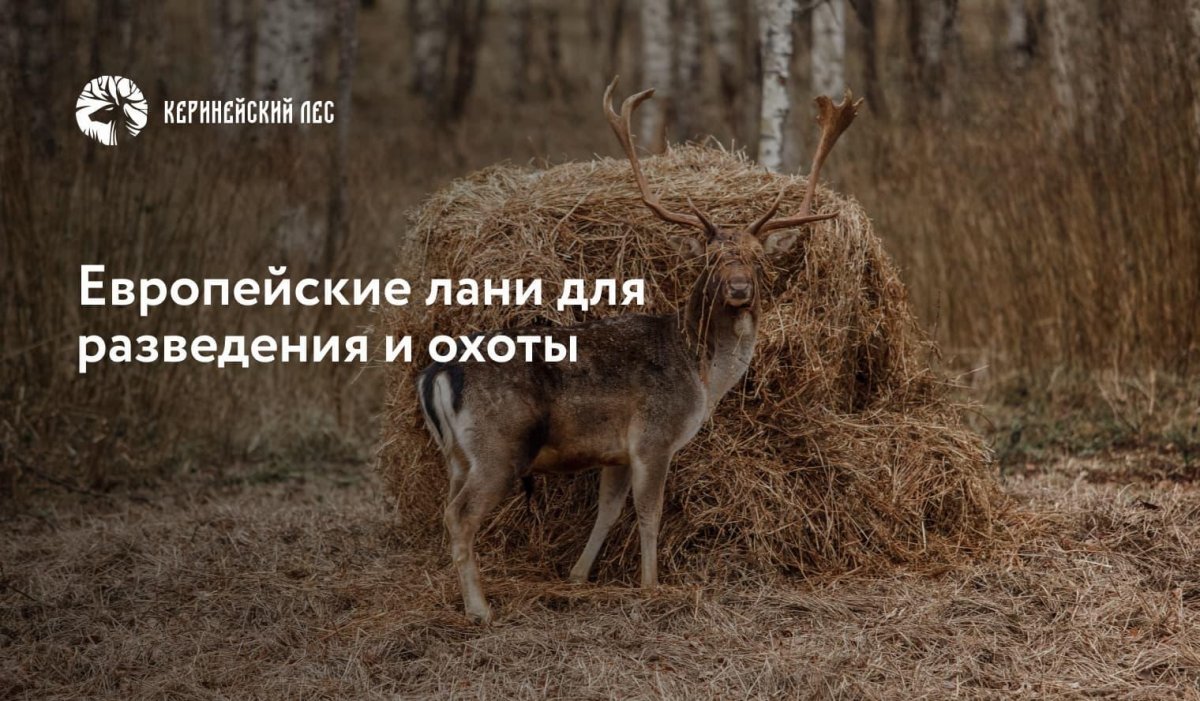 Европейские лани