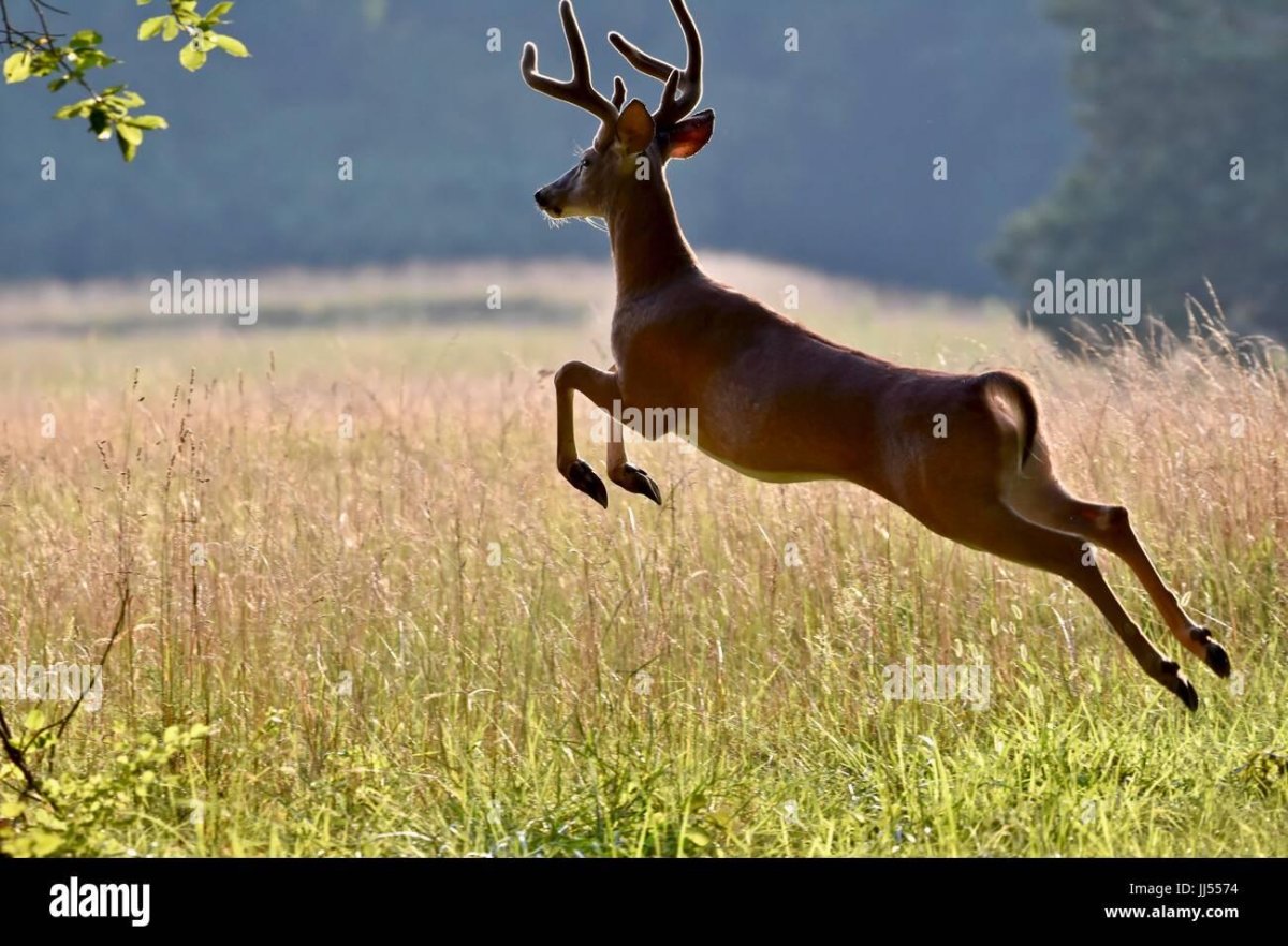 Хвост оленя