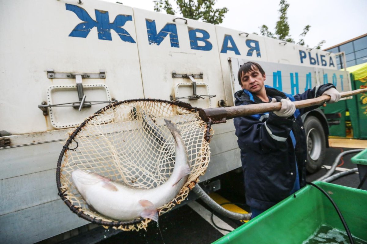 Перевозка живой рыбы