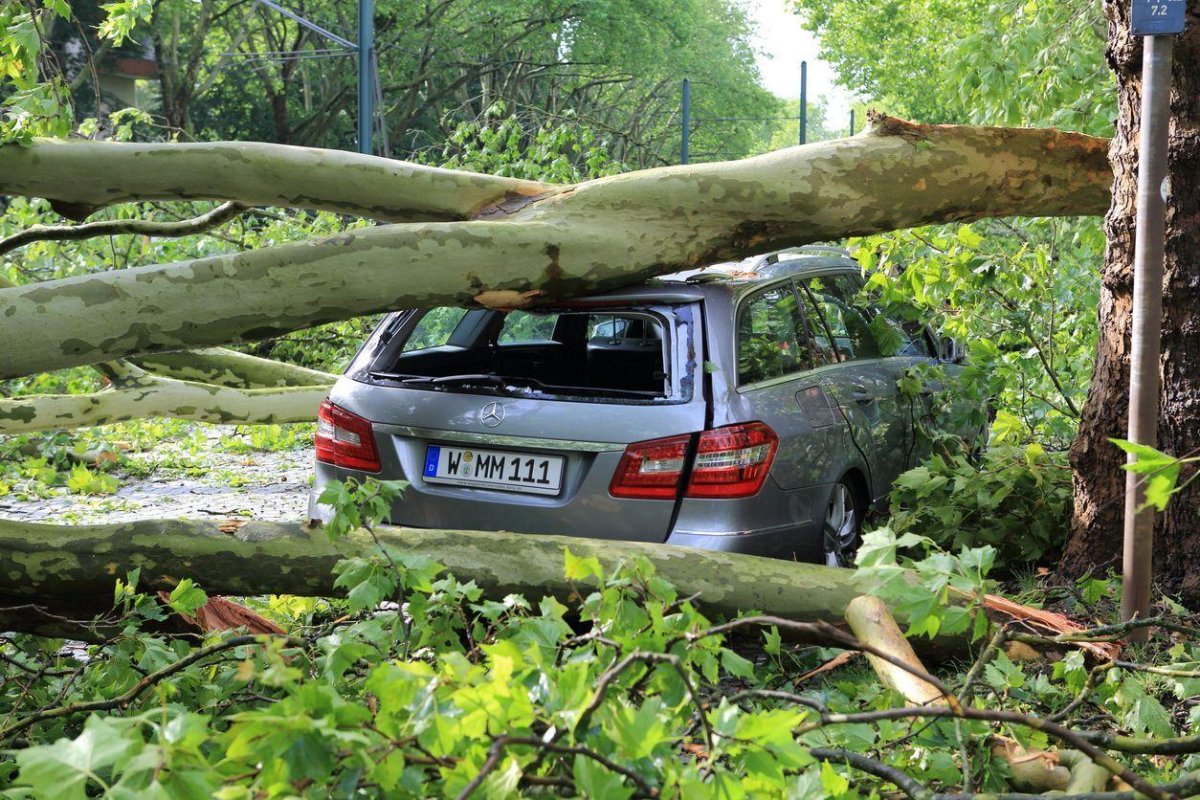Машина под деревом