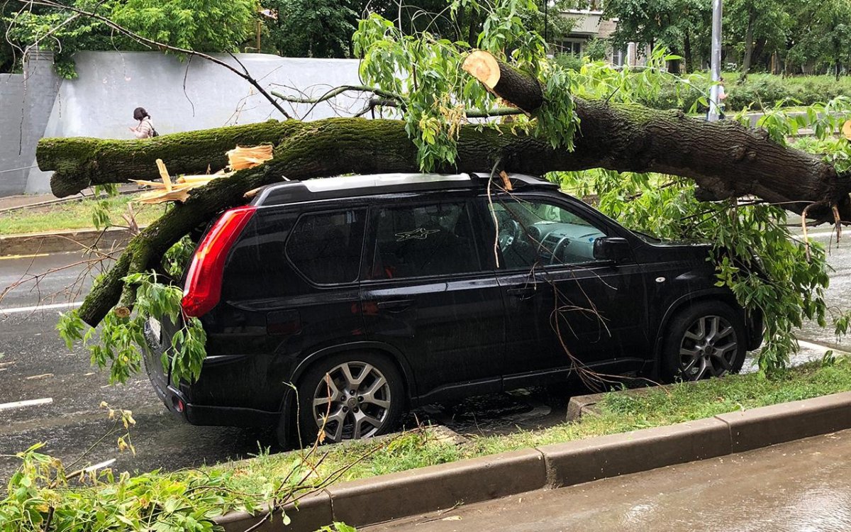 Упавшее дерево