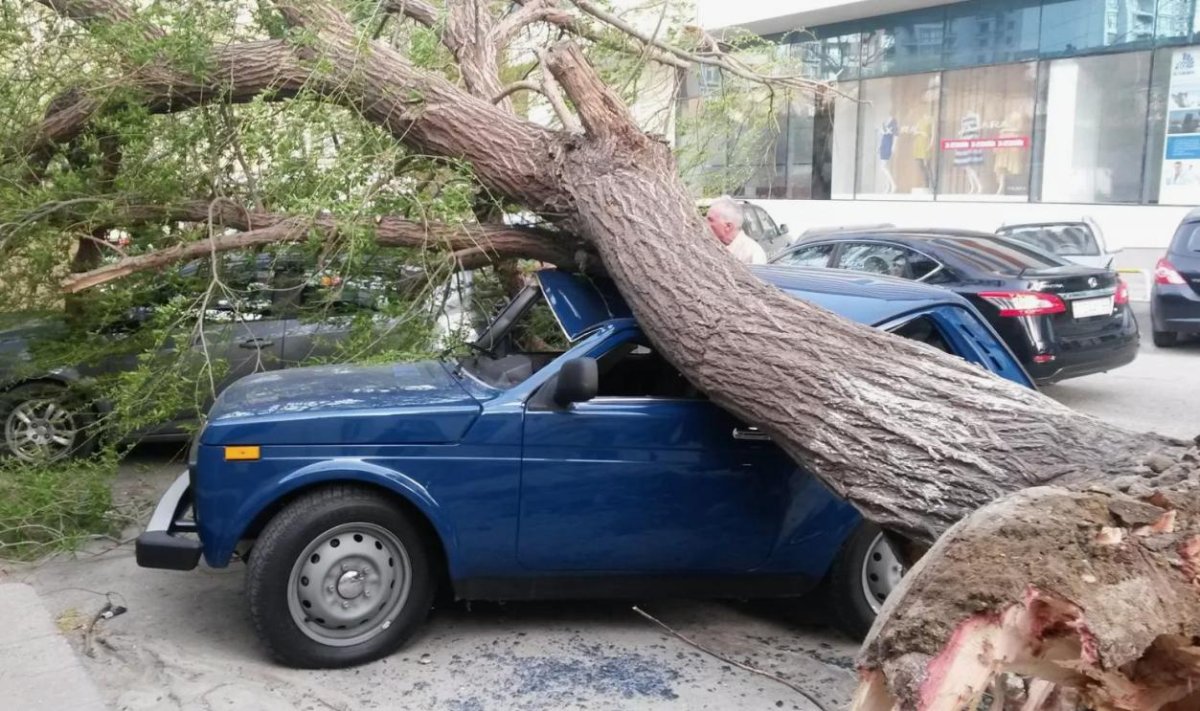 Дерево в автомобиле